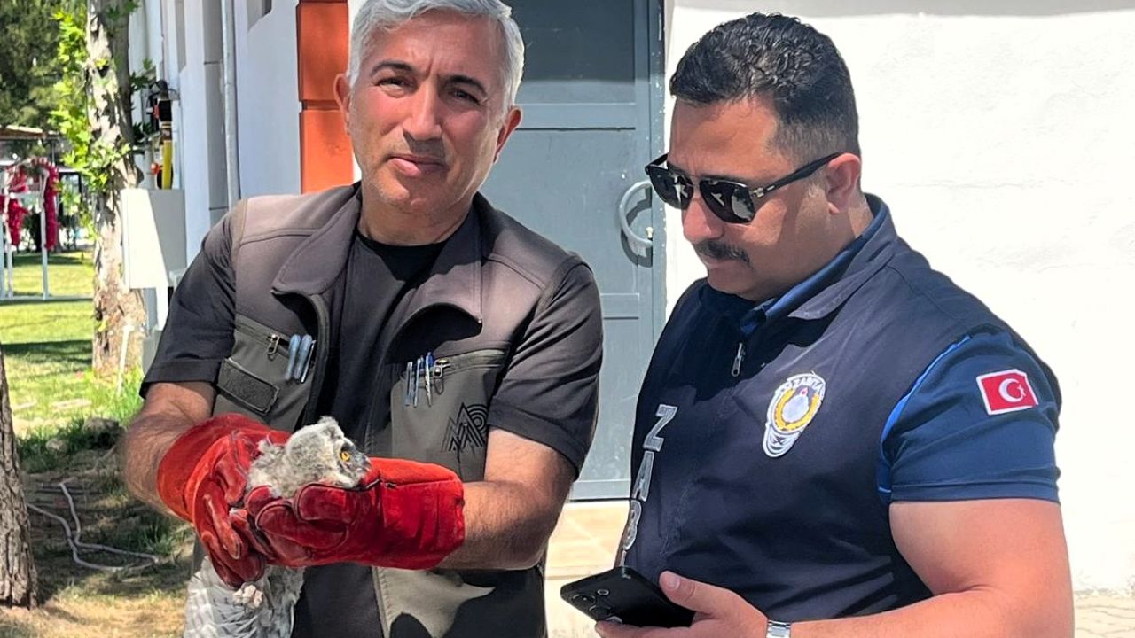 Battalgazi Zabıtası Bulduğu Yavru Baykuşu Koruma Altına Aldı