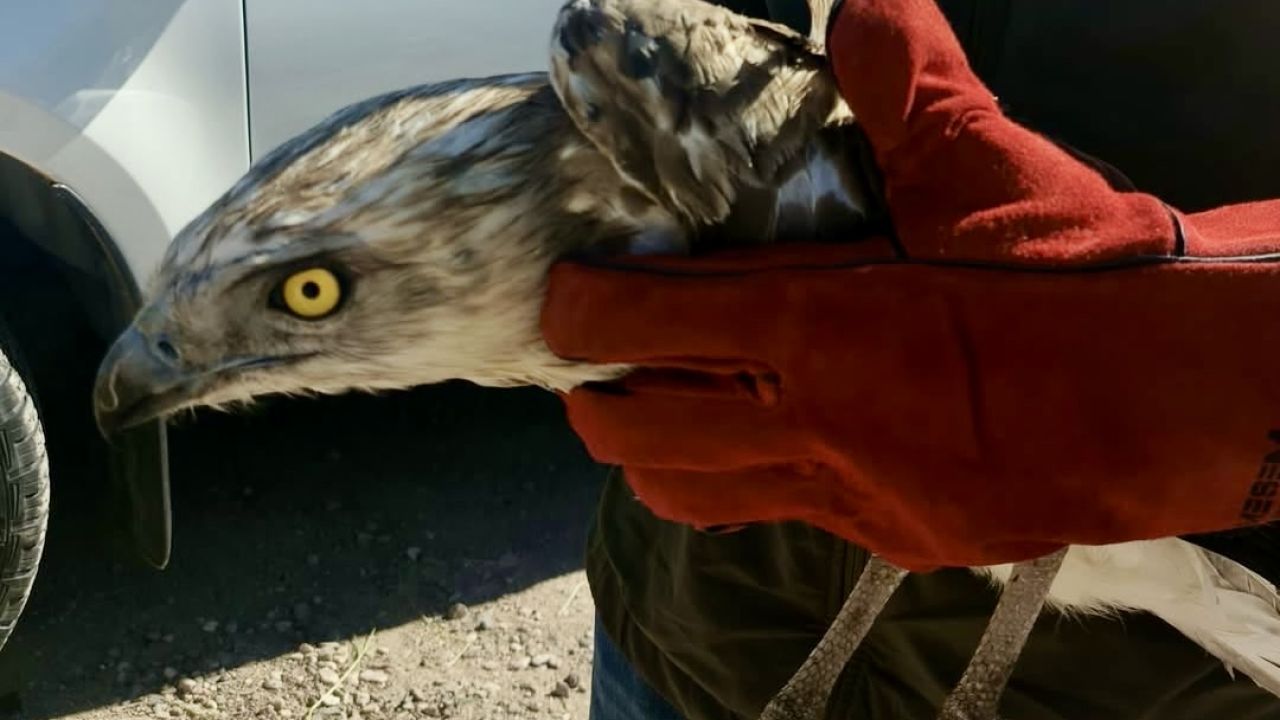Yaralı Yılan Kartalı Tedavi Altına Alındı