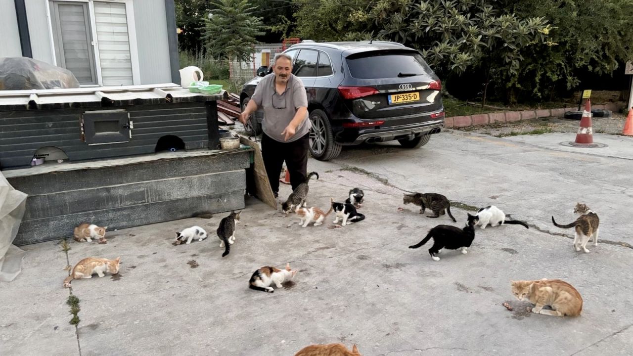 Her Gün Onlarca Sokak Kedisini Kendi Elleriyle Besliyor